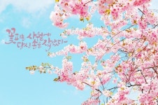 꽃들이 반정도는 핀거 같아요 주말에 활짝 피겠네요 날씨도 계속 15도 이상이여서 따뜻해요 오늘은 PC 포... | 벚꽃, 그림, 아이폰
