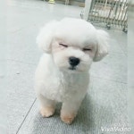 또와 #오렌지애견미용학원 #펫미용 #충무로애견미용학원 #충무로애견미용 #애견미용학원 #애견미용사 #애견미용 #멍스타그램... 