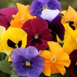 produces brightly coloured faces on large flowers, which are also scented. Pansies are ideal for growing in your borders… | 팬지
