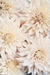 Floral ~ blooms에 있는 Heatherlte님의 핀