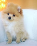 Kong da savage!!! is the beast | 개, 동물