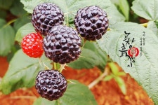 Pin på 고창복분자 - 토종 해풍복분자