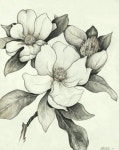 Magnolia sketch | 꽃그림, 연필화, 스케치
