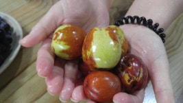 어제 당진농장에서 내리는 주먹만한 폭우를 뜷고 따온 왕대추  폭우도 왕대추를 향한 열망은 꺽을수 없나봐요   맛은 좋더라구요 ㅎㅎㅎ... 