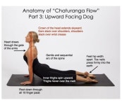 Anatomy of Chaturanga Flow Part 3 | 요가 포즈, 요가, 필라테스