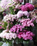 Jardin de flores에 있는 MSocorro MSocorro님의 핀