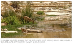 [참고] 엔게디 | 강