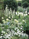 white forget-me-nots, tulips, daisies, and hosta in an all-white garden: | 정원 가꾸기, 정원 아이디어, 꽃 사진