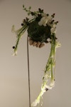 Modern semi crescent bouquet | 부케