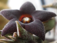 Orbea hesperidum | 꽃, 선인장