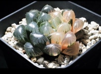 Ghim của 취란 trên Haworthia trong 2020