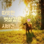 시바견 미니 카드 지갑 - 작은 명함 카드 홀더 선물 추천 | 시바견, 카드 지갑, 카드
