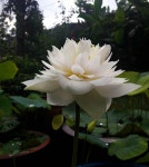 Pin by 지안 Roh on Aesthetic in 2020 | Plants, Lotus, Aesthetic
