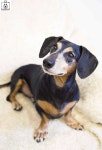 뚱이&탱이 #닥스훈트 #장모닥스훈트 #dachshund #longhairdachshund #펫토그래피 #팻토그래피 #애견스튜디오 #펫스튜디오... 