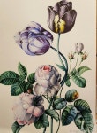Pin by 이현경 on 색연필 | Botanical drawings, Art, Drawings