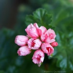 봉오리는 항상 설레게 한다. #베란다정원 #제라늄 #페라고늄 #geranium #마리루이스 #미즈아로블랑카… - 2021 | 제라늄, 정원, 퀼트