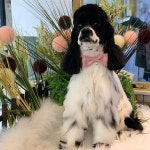 #코카라인미용   ... | Dog health care, Dog health, Pets