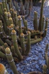 Cactus | 꽃