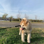 #강아지#반려견#아키다#아키다견#절미#절미그램#아키스타그램#웃개#멍스타그램#독스타그램#댕스타그램#웃개  쿠키만큼예쁜절미... 