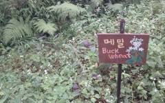 봉평의 메밀! | 메밀