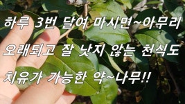 여옥 서님이 건강에 올린 약초 이미지 - 2020 | 건강관리, 건강