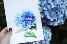 제주날씨💕너무좋아요 #수국#제주도#제주도수국#hydrangea #watercolorflowers #instaart#wip | 수채화 꽃, 그린 꽃, 꽃