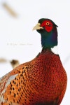 TLC pics - Natures VisionsWild Bird    A close-up portrait... 그림 TLC pics - Natures Visions‎Wild Bird    A close-up portrait... 