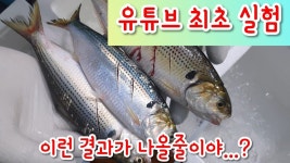 유튜브 최초 실험!! 전어 알고 먹읍시다^^ / 횟집사장의 비법 /(이미지 포함) | 음식