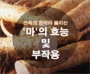 ✔ 산속의 장어라 불리는 마의 효능 및 부작용(이미지 포함) | 건강식품, 다이어트 음식, 건강 음식