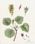 Flowers Gallery — Botanical Artist & Illustrator, Learn to draw Art Books, Art Supplies, Workshops | 색연필