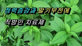 서지않아 고민인 사람이 먹으면 일으켜 세워주는 특급 약초 | 약초, 자연 치료법