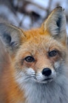 Backyard visitor by Robert Schmit on | 여우, 자연