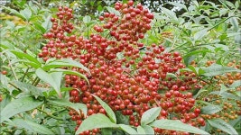 남천-신성한 약나무~백발이 검어지고, 노인도 젊어진다~강장제, 강정제, 흥분제 | 자연 사진, 약초, 자연