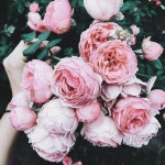 Blooming에 있는 Hye Lynn Jeon님의 핀