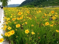 1194집 창원, 북면수변생태공원에는 금계국이 활짝 피어 있고... - 2020 | 풍경 사진, 조경 디자인