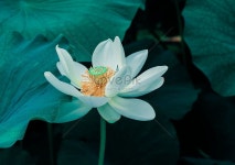 white lotus | 꽃, 연꽃, 연못