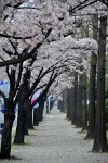 창원대로 벚꽃 Korea | 벚꽃