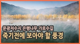 [랜선여행] 물안개와 은행나무 가로수길이 만나는 곳 충북 괴산 여행 / 문광저수지 은핸나무 가로수길, 수옥폭포, 가을여행지 추천, 충북여행지... 