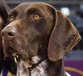 희인 박님이 개에 올린 개 이미지