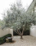 Landscaping For Your Location - How To Choose The Right Plants | 조경, 모던 정원, 올리브나무
