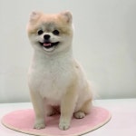 진짜 세절예 달래 달래는 오늘 걸어다니는 인형이였어요 포캣멍... 인형이였어요 포캣멍 오는 애기들 거의 미… | Pet groomers, Pets, Animals