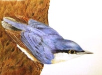 Glennis Weston   COLORED PENCIL Nuthatch(이미지 포함) | 색연필
