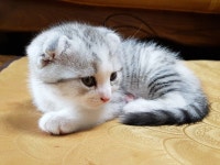 외갓집 고양이 | 반려동물 갤러리 | 루리웹 모바일 | 동물