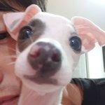 Top 10 Dogs for Kids 우유도 코봉이샷 남기기!...