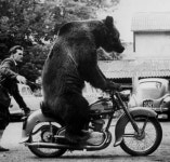 Bear on a motorbike., looks like a Grizzly or Kodiak Bear....a Biggun! | 곰