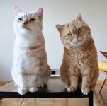 Awww! So cute 😍🐱😍🐱🐈 #cat #cats | 동물, 고양이