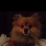 Animals에 있는 Kim Sung Soo님의 핀