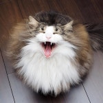 VIDEO CATS (@videocats) | Twitter(이미지 포함) | 고양이