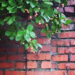 김명지 on Instagram: “학교가는길. #담벼락” | Instagram posts, Instagram, Grapes