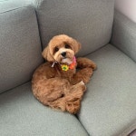 말티즈 엄마 푸들 아빠의 격한(?) 사랑 끝에 태어난 믹스견 ‘말티푸’ - 인사이트 - 2020 | 말티즈, 말티푸, 푸들